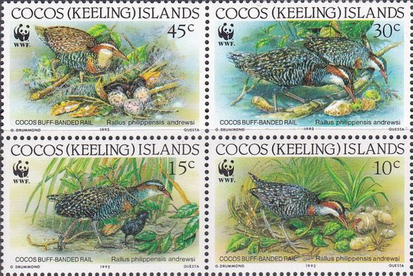 Cocos Buff-banded Rail (Rallus philippensis andrewsi)