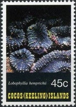 Lobed Brain Coral (Lobophyllia hemprichii)