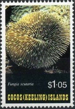 Mushroom Coral (Fungia scutaria)