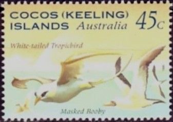 White-tailed Tropicbird and Masked Booby