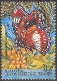 Common Eggfly (Hypolimnas bolina)