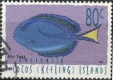 Blue Tang (Paracanthurus hepatus)