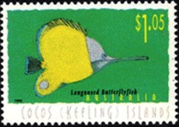 Longnosed Butterflyfish (Forcipiger flavissimus)