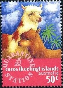 Alpaca (Lama guanicoe pacos)