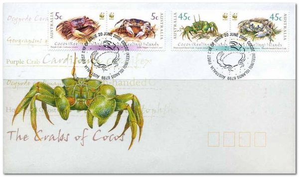 Little Nipper Crab (Geograpsus grayi) 