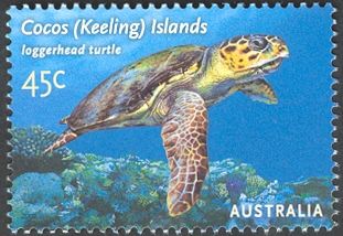 Loggerhead Sea Turtle (Caretta caretta)