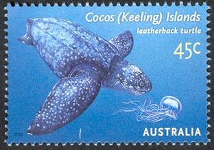 Leatherback Sea Turtle (Dermochelys coriacea)