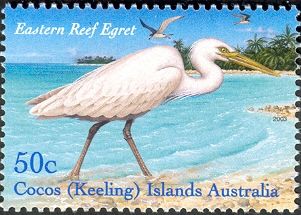 Eastern Reef Egret (Egretta sacra)