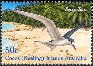 Sooty Tern (Onychoprion fuscatus)