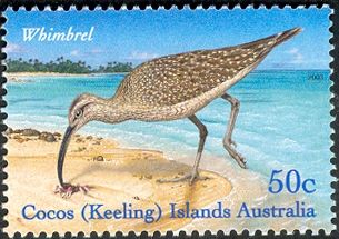 Whimbrel (Numenius phaeopus)