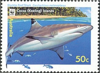 Blacktip Reef Shark (Carcharhinus melanopterus)