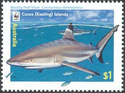 Two Blacktip Reef Sharks (Carcharhinus melanopterus)