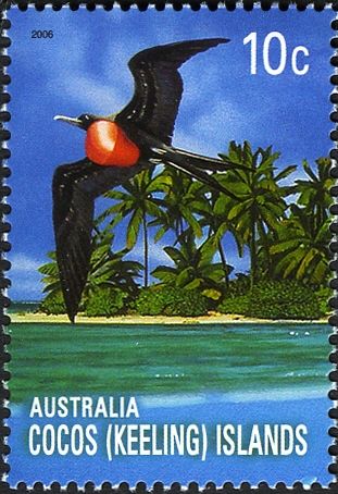 Great Frigatebird (Fregata minor)