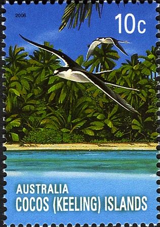 Sooty Tern (Onychoprion fuscatus)