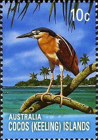 Nankeen Night-Heron (Nycticorax caledonicus)