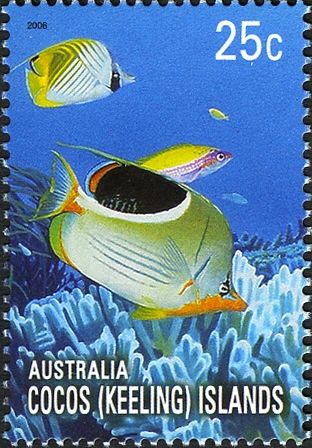 Saddleback Butterflyfish and Threadfin Butterflyfish