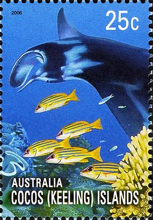 Giant Oceanic Manta Ray and Bigeye Yellow Snapper