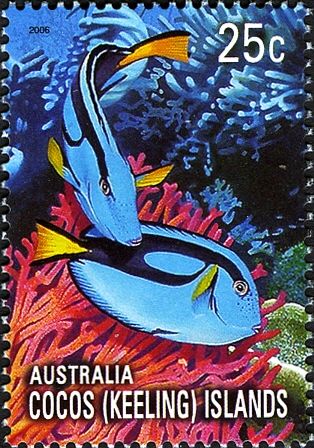 Blue Tang (Paracanthurus hepatus)