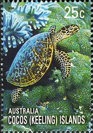 Green Sea Turtle (Chelonia mydas)