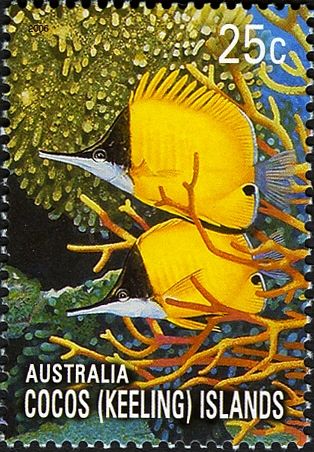 Yellow Longnose Butterflyfish (Forcipiger flavissimus)