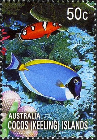 Powder Blue Tang (Acanthurus leucosternon)