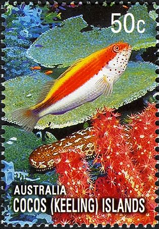 Freckled Hawkfish, Sea Cucumber and Red Coral