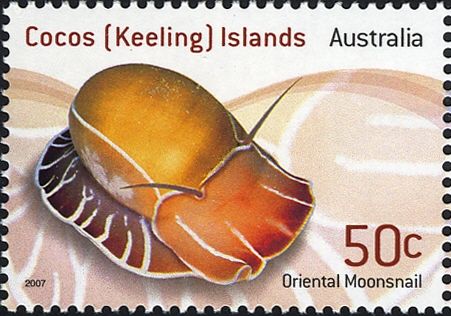 Oriental Moon Snail (Naticidae orientalis)