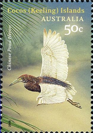 Chinese Pond Heron (Ardeola bacchus)
