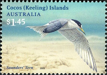 Saunders' Tern (Sternula saundersi)