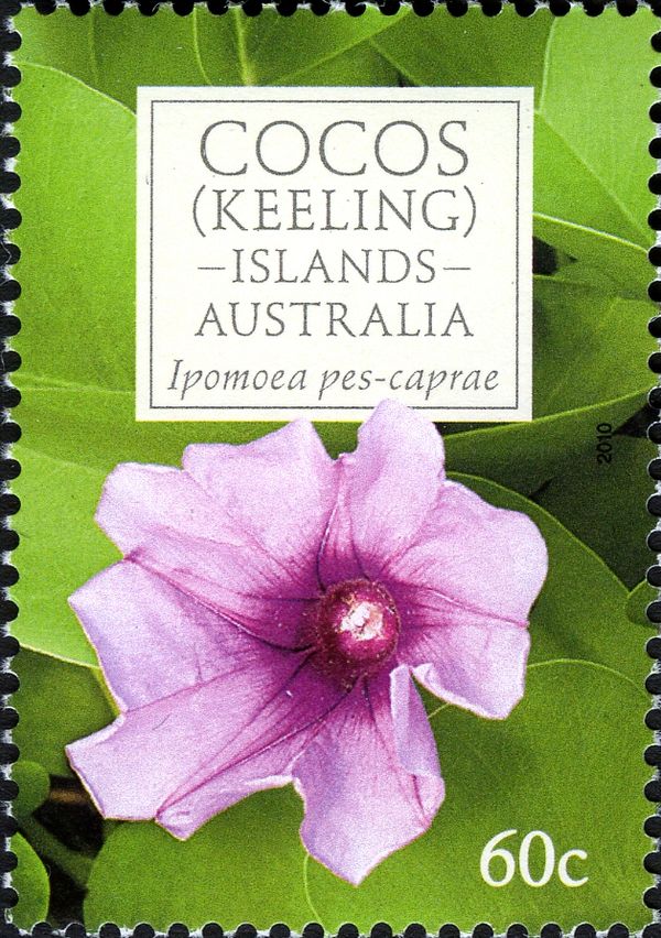 Ipomoea pes-caprae