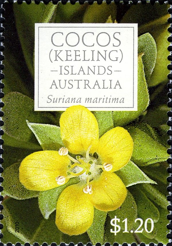 Suriana maritima