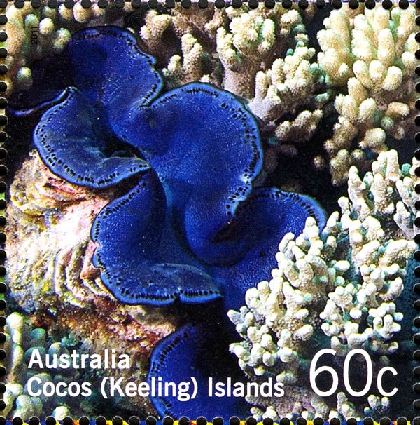 Giant Clam (Tridacna maxima) Soft Coral (Sinularia sp.)