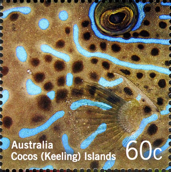 Scrawled Filefish (Aluterus scriptus)