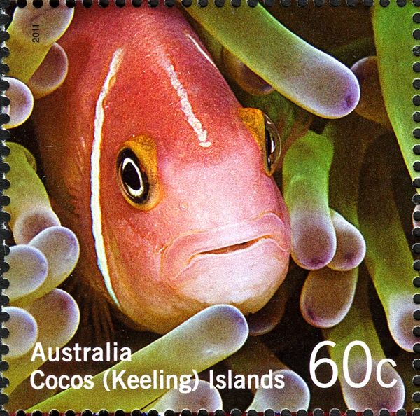 Pink Anemonefish (Amphiprion perideraion)
