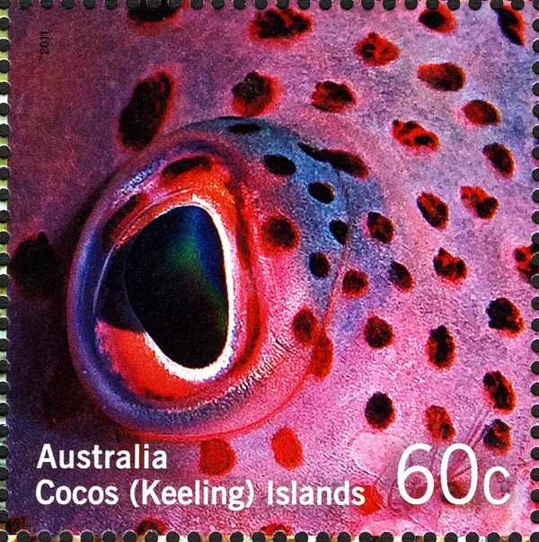 Forster’s Hawkfish (Paracirrhites forsteri)