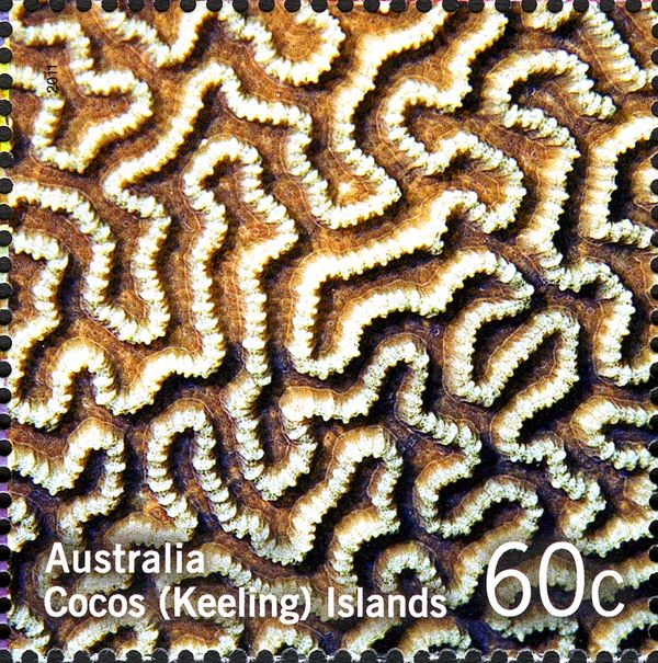 Brain Coral (Platygyra sinensis)
