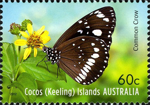 Common Crow (Euploea core)