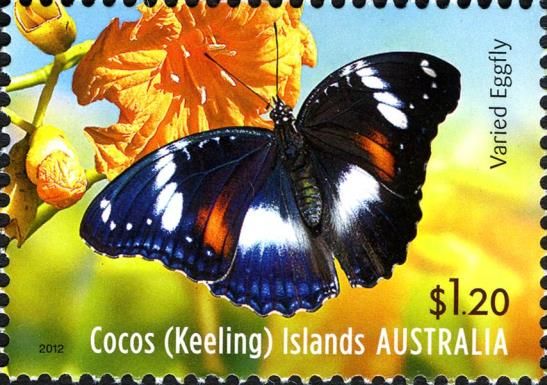 Varied Eggfly (Hypolimnas bolina)