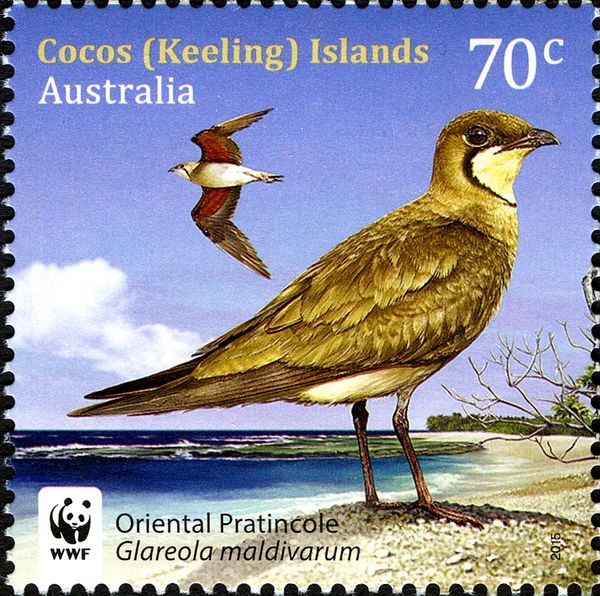 Oriental Pratincole (Glareola maldivarum)