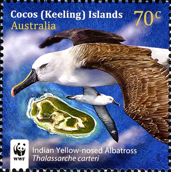 Indian Yellow-nosed Albatross (Thalassarche carteri)