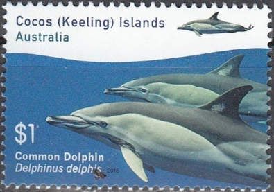 Common Dolphin (Delphinus delphis)