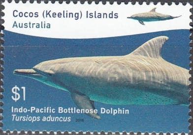 Indo-Pacific Bottlenose Dolphin (Tursiops aduncus)