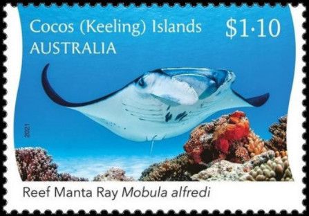 Reef Manta Ray (Mobula alfredi) Facing Camera