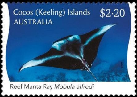 Reef Manta Ray (Mobula alfredi) from above