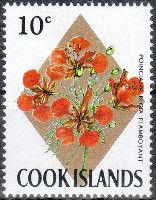 Flamboyant Poinciana