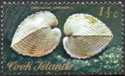 Heart Cockle (Corculum cardissa)