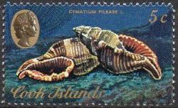 Hairy Triton (Cymatium Pileare L.)