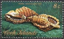 Granular Frog Shell (Bursa granularis)