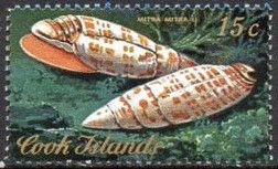 Episcopal Miter (Mitra Mitra L.)