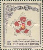 Odontoglossum crispum (Orchids)